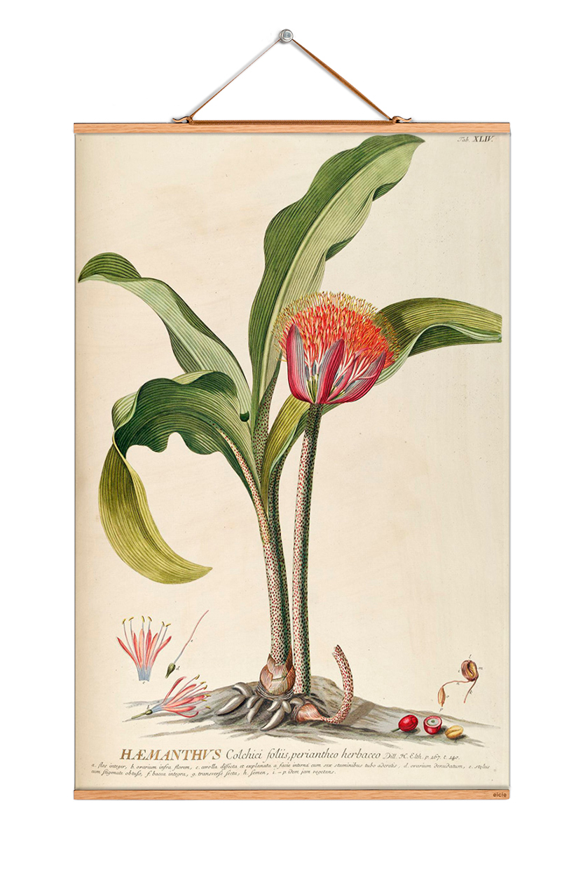 Flowers Poster eicie EINZELSTÜCK