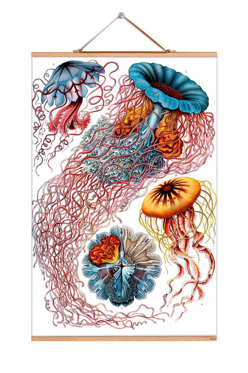 Ernst Heinrich Philipp August Haeckel Poster No 14 eicie EINZELSTÜCK