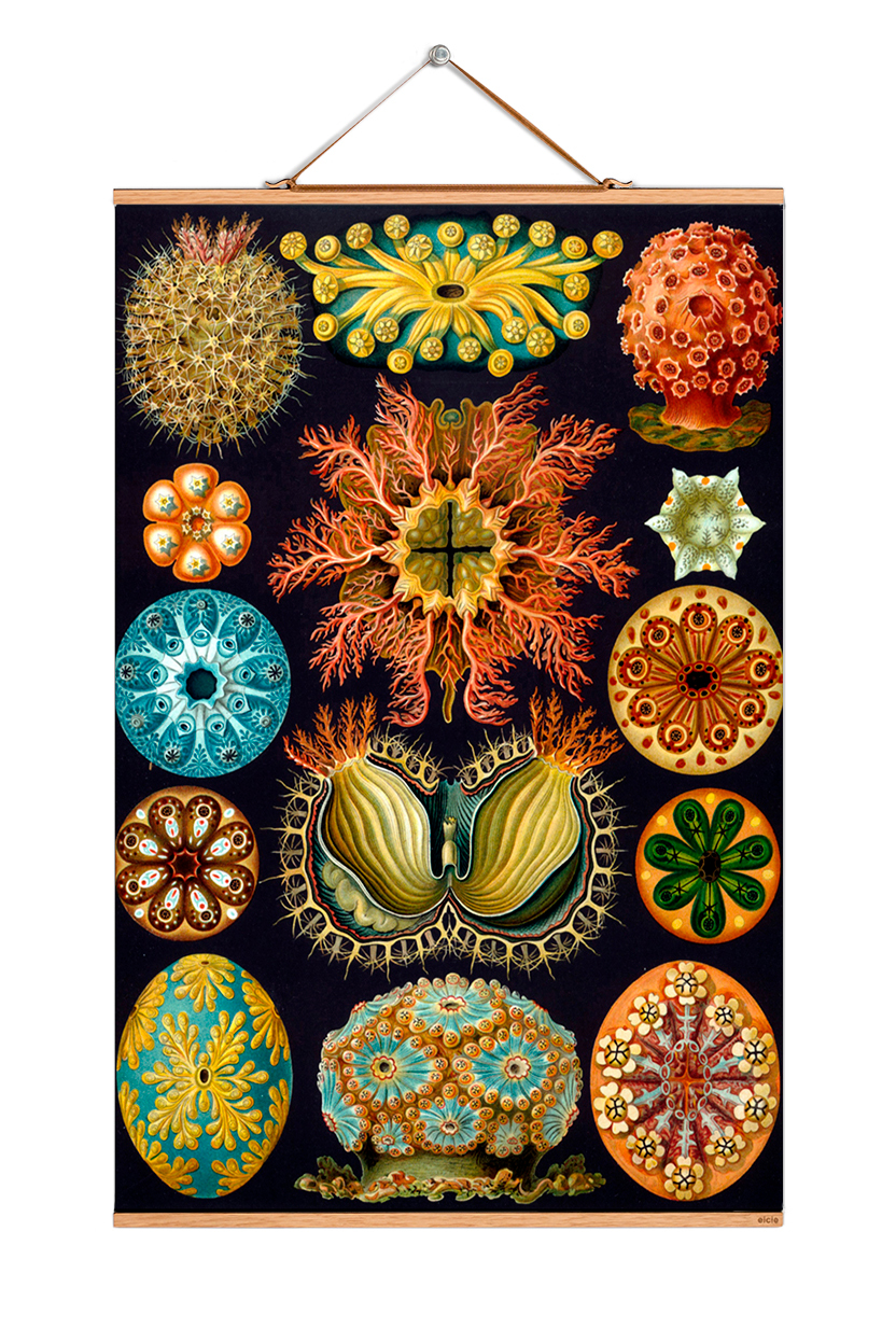 Ernst Heinrich Philipp August Haeckel Poster No 07 eicie EINZELSTÜCK