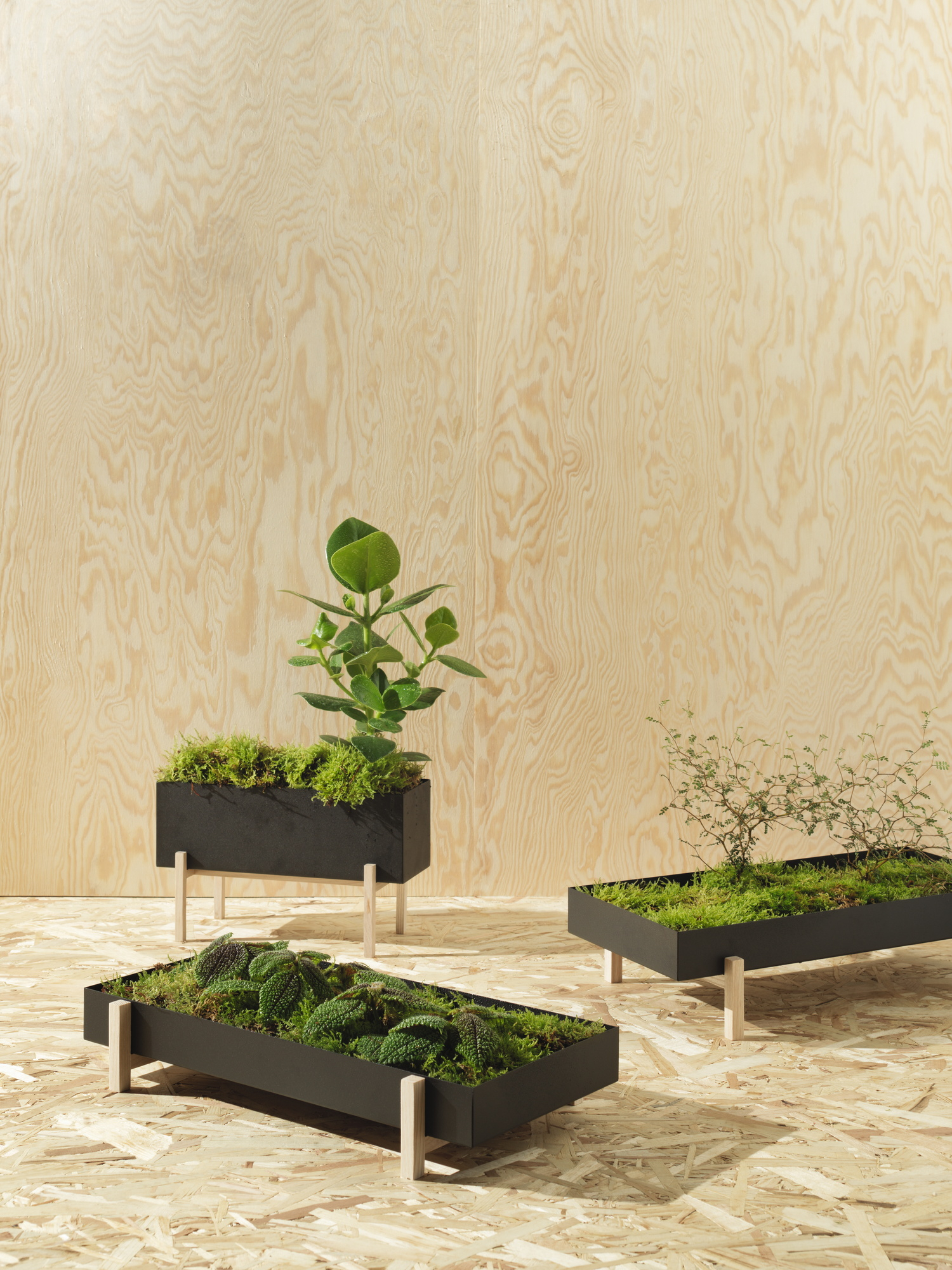 Botanic Kräuter-Box Design House Stockholm EINZELSTÜCK