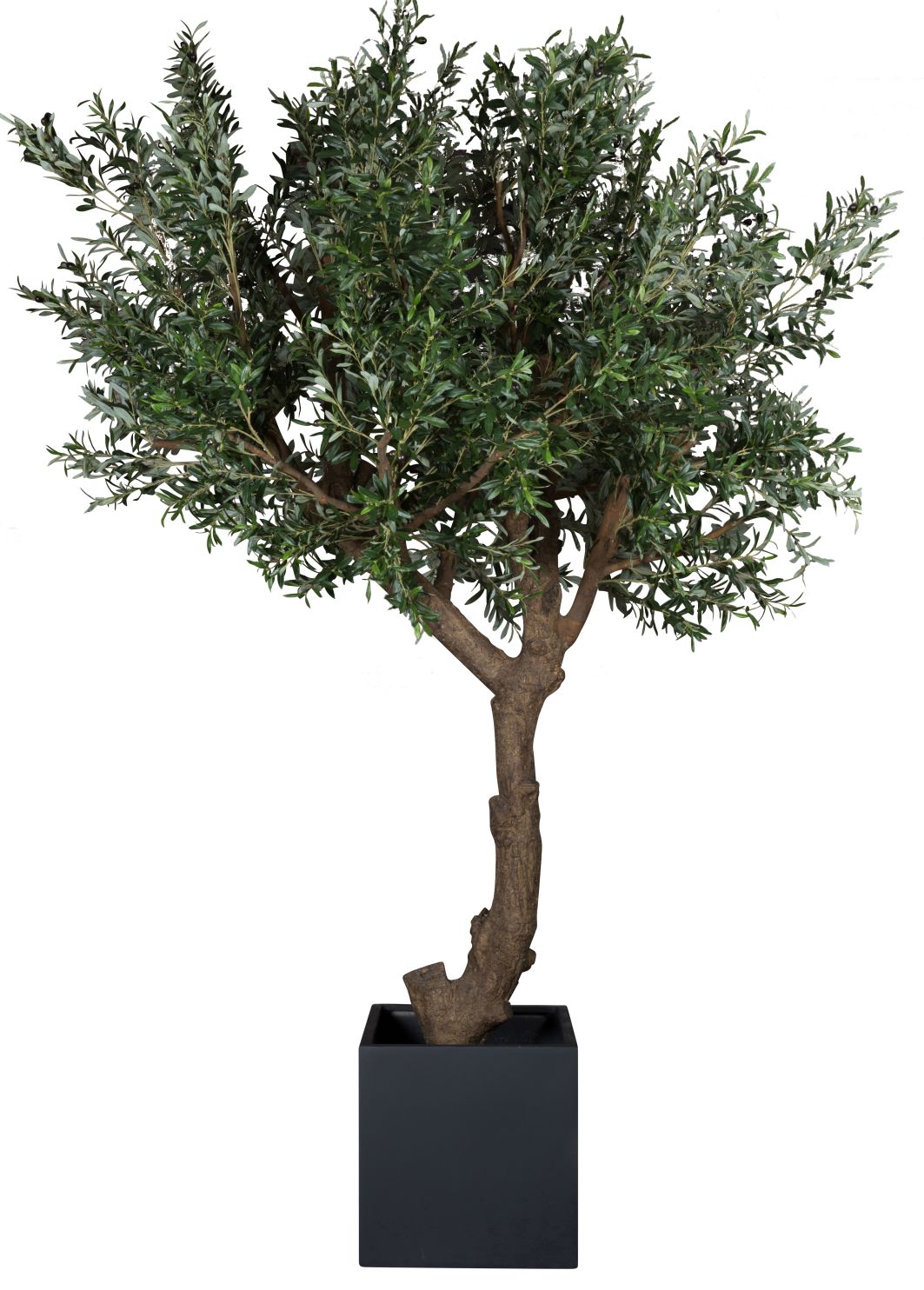 rhododendron dauerblüher Rhododendron 'Kalinka' kaufen – Mein schöner Garten Shop
