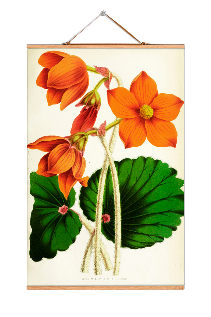 Flowers Poster eicie EINZELSTÜCK