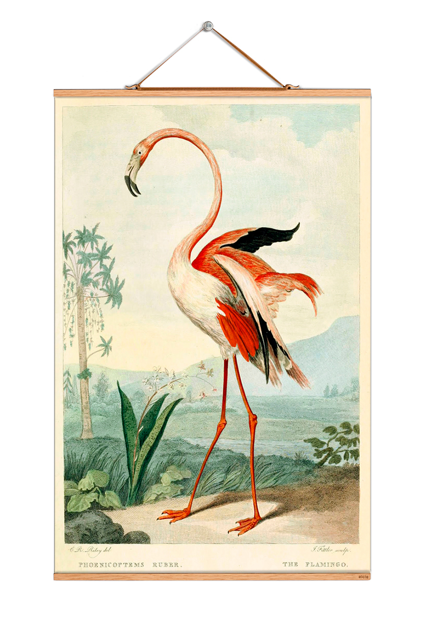 Birds South America Poster No 46 eicie EINZELSTÜCK