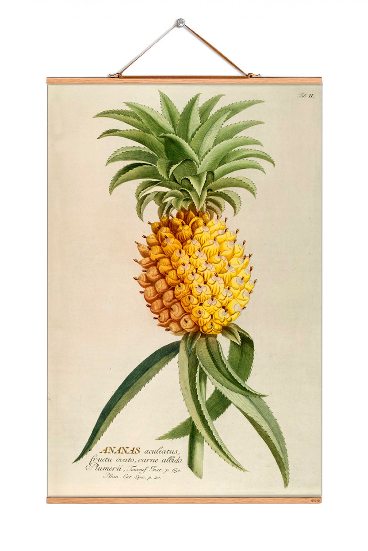 Fruits Poster NO 100 eicie EINZELSTÜCK