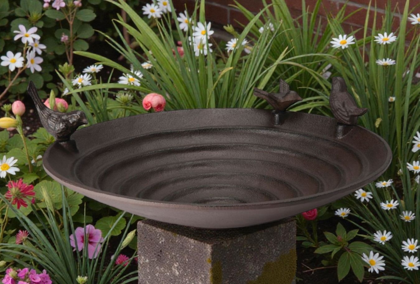Pool Vogeltränke Philippi