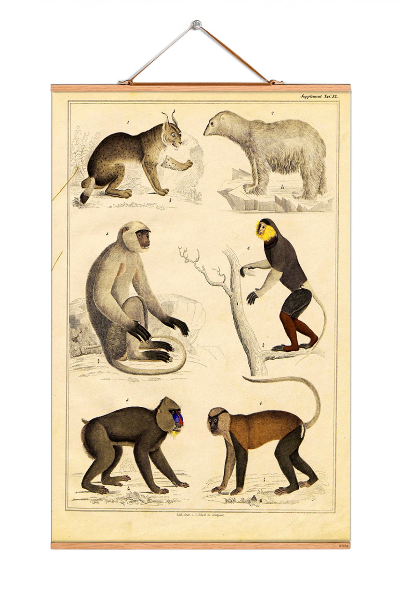 Animals Poster No 126 eicie EINZELSTÜCK