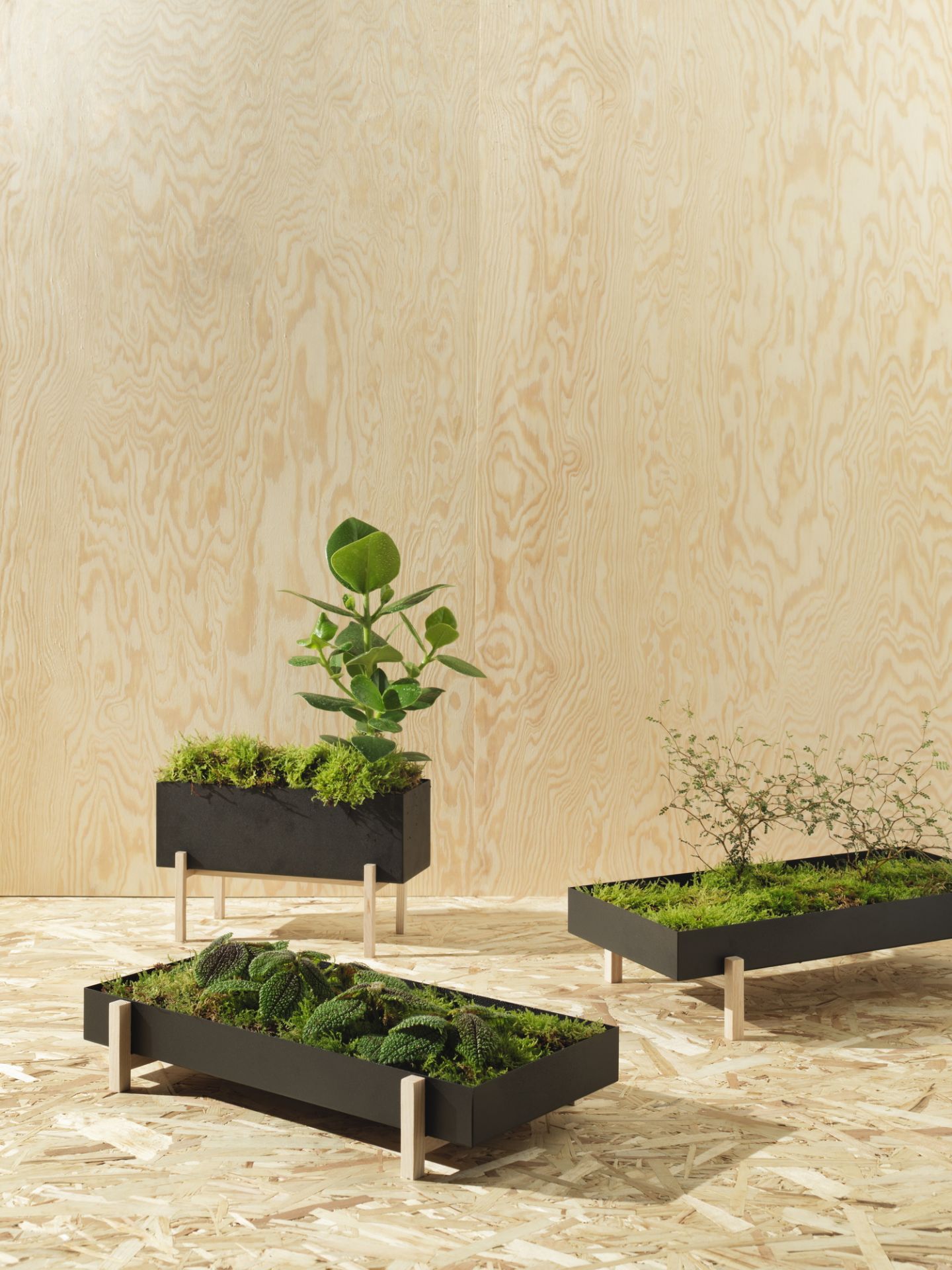 Botanic Kräuter-Box Design House Stockholm EINZELSTÜCK