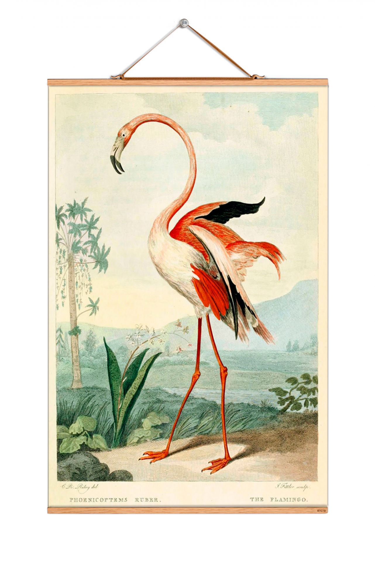 Birds South America Poster No 46 eicie EINZELSTÜCK
